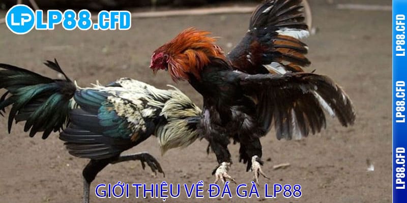 Đá Gà LP88 - Cược thật, thắng lớn, đam mê bùng cháy 2 Giới thiệu về Đá Gà LP88